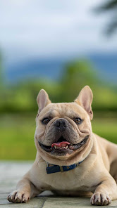 Imágen 10 French Bulldog Wallpaper android