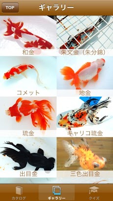 日本金魚図鑑のおすすめ画像3