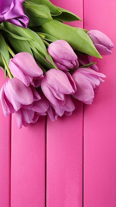 Pink Tulips Live Wallpaper Androidアプリ Applion
