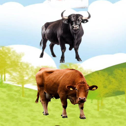 Bull And Cow: Animal Sound