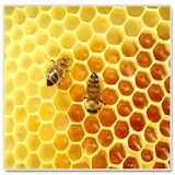 How to Start Beekeeping icon