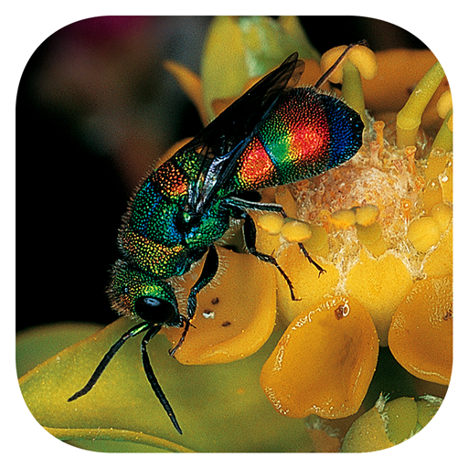 Insects of South Africa 1.3.2 Icon