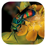 Cover Image of Herunterladen Insects of South Africa  APK
