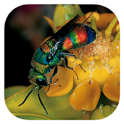 Top 33 Books & Reference Apps Like Insects of South Africa - Best Alternatives