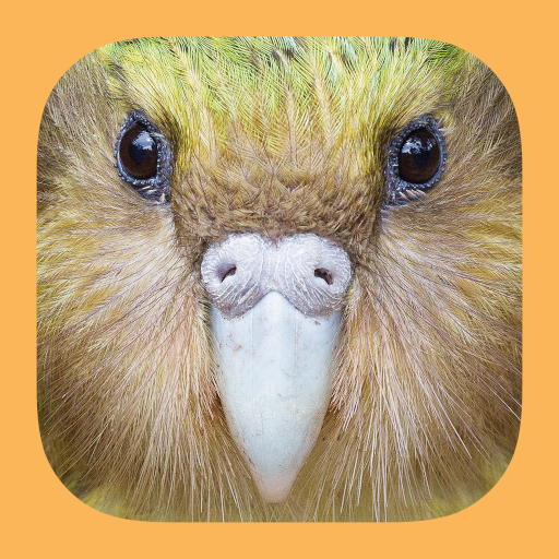 Birds of New Zealand 1.1.2 Icon