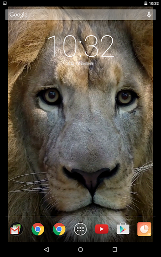 Beautiful Eyes Of A Lion Video