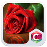 Red Rose: Best Flower Theme icon