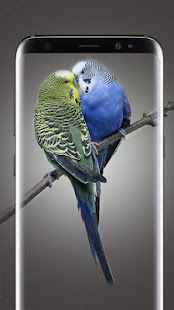 Bird Wallpapers Live HD(圖3)-速報App