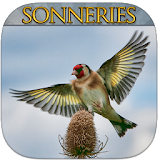 Top Sonneries Oiseaux icon