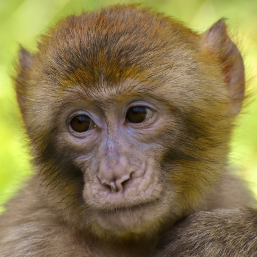 Monkey Sounds logo