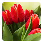 Cover Image of Télécharger Tulips Live Wallpaper 3.6 APK