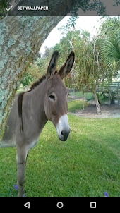 Cute Donkey Wallpapers