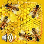 Cover Image of Tải xuống Honey and Bee Live Wallpaper  APK