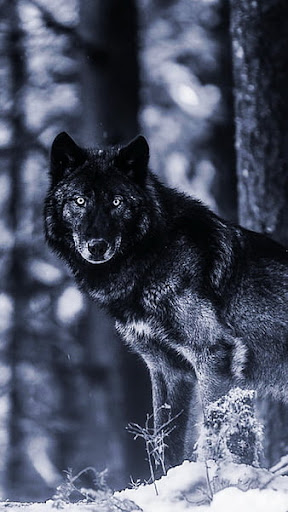 Wolf HD Wallpaper 4K