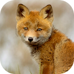 Cover Image of Tải xuống Baby Fox Wallpaper 1 APK