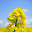 Spring Sound comfortable sleep Download on Windows
