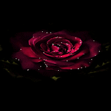 Shining Rose Blooming LWP icon