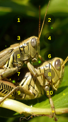 Grasshopper And Cricket Sounds Screen 3