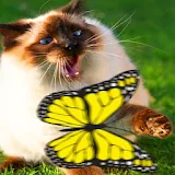 Game for Cats: Butterflies icon
