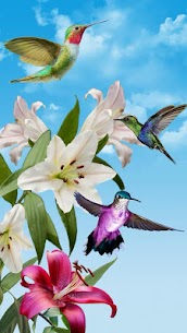 Birds Live Wallpaper Free For PC installation
