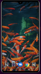 HD Fish Wallpaper  screenshots 6