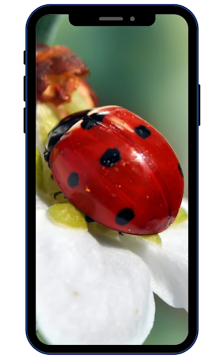 Android application Ladybug Wallpapers screenshort