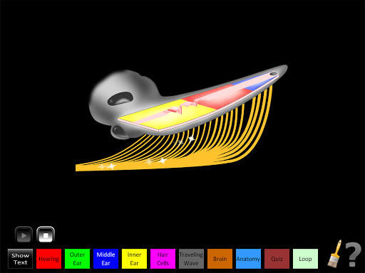 Hearing Anatomy Screen 3