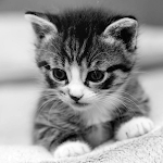 Cover Image of Herunterladen Kittens and cats wallpapers  APK