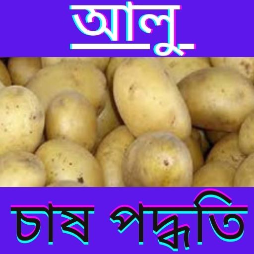 আলু চাষ ও পদ্ধতি-Potato cultiv