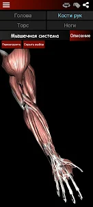 мышечная система в 3D анатомия