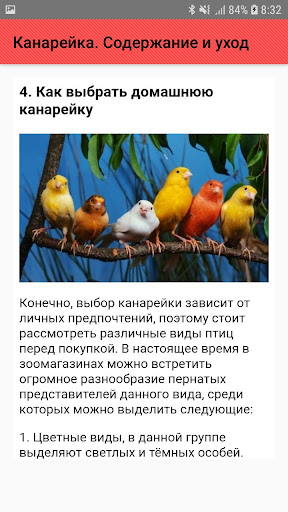 Канарейка. Содержание и уход