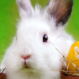 easter bunny live wallpapers icon