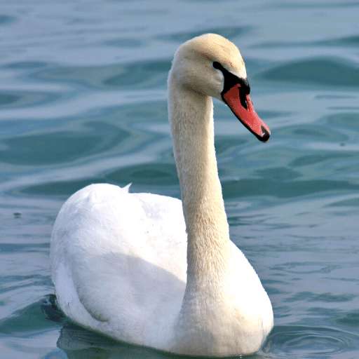 Swan Sounds logo
