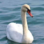 Swan Sounds