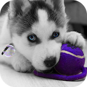Top 40 Personalization Apps Like Husky puppies Live Wallpaper - Best Alternatives