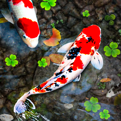 Koi Fish Live Wallpapers HD Download on Windows
