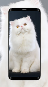 Cat Wallpaper 3.2 APK + Mod (Free purchase) for Android