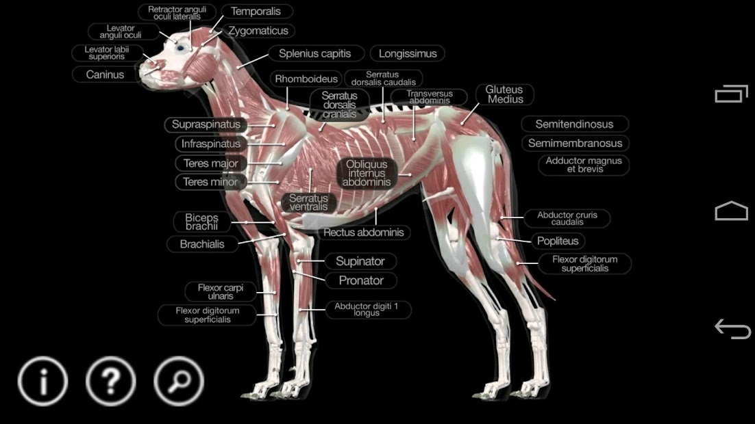 Screenshot 3 Dog Anatomy: Canine 3D android