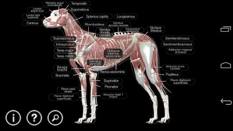 Dog Anatomy: Canine 3Dのおすすめ画像2