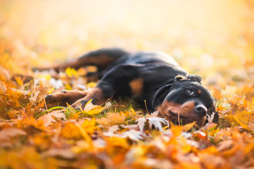 Rottweiler Dog Wallpaper HD