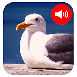 Cover Image of Descargar Seagull Sounds 1.0.0 APK