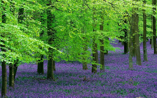 Lavender Flower Wallpapers Screen 2