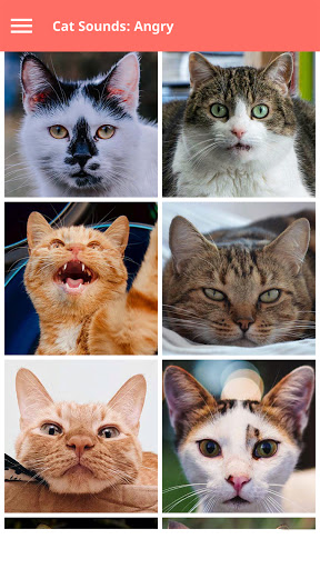 Cat Sounds Screen 3