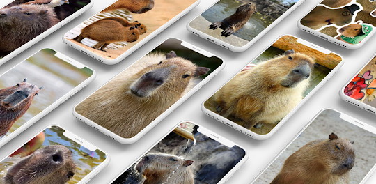 Capybara Wallpaper Cute Funny