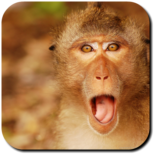Monkey Wallpapers - Apps on Google Play