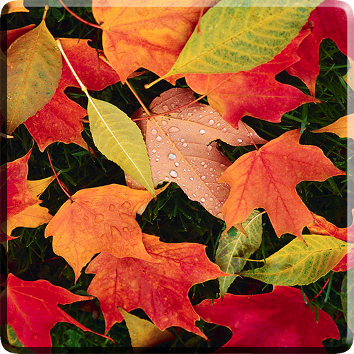 Autumn Leaves Live Wallpaper 4.0 Icon