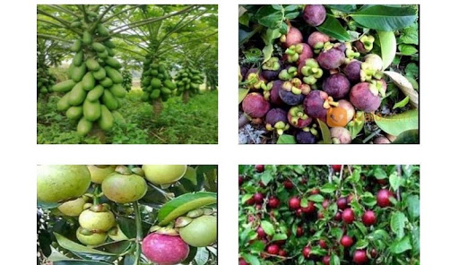 plant Hybrids Screen 3