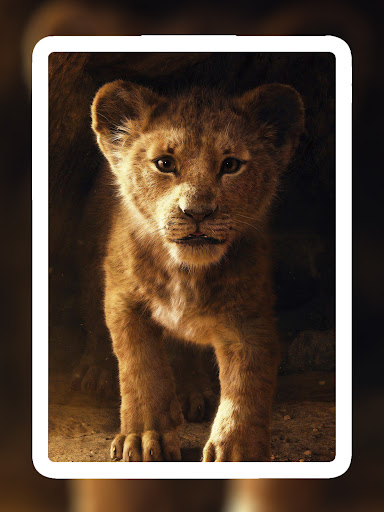 Screenshot of Lion Wallpapers HD - EpicWalls