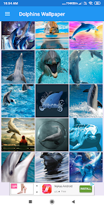 Dolphins HD Wallpapers 2.0.77 APK + Mod (Unlimited money) إلى عن على ذكري المظهر