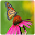 butterfly photos frames